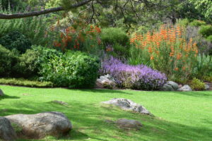 Garden Maintenance- best in cape town