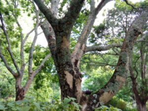 Tree Protection Reports